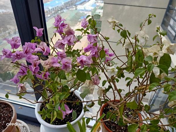 冬天的花兒也燦爛