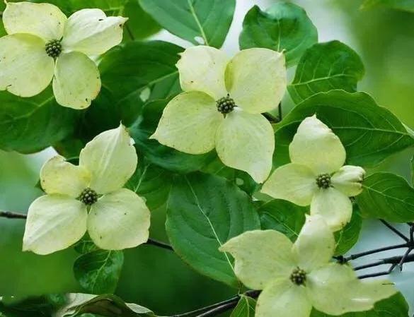 四照花～春有亮葉，夏花如蝶，秋有紅葉紅果，極具觀賞價值