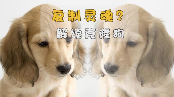 如果克隆狗能保留思想和性格,是不是能有雙倍快樂?來看真實案例 如果克隆狗能保留思想和性格,是不是能有雙倍快樂?來看真實案例