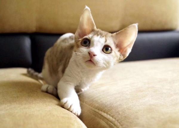 德文捲毛貓：比布偶還像狗的貓，被稱為“捲毛狗”，重點是不掉毛