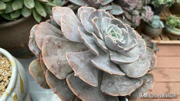 入冬的多肉 入冬的多肉