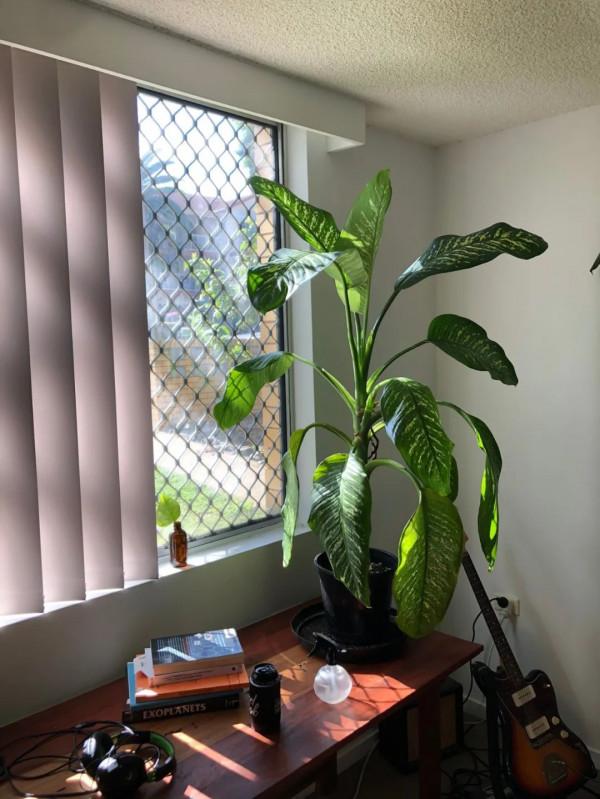 花葉萬年青也有好看的品種，葉子帶熒光的網紅款，看了就想養一盆