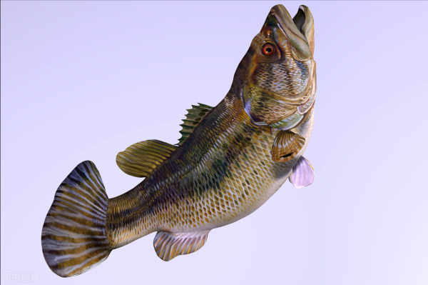 鱸魚怎麼釣？看完這個文章你就知道了