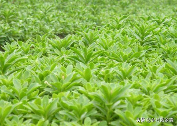 我就看好這四種蔬菜，種一次能連續收穫多年，省工省力又高產