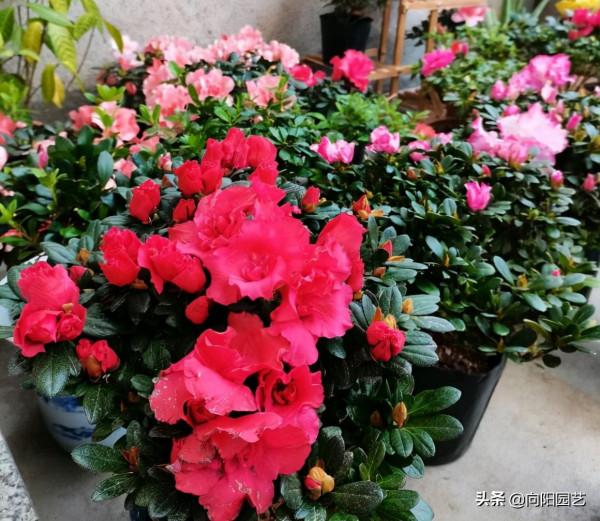 路邊的杜鵑不要買，看似花瓣爆開，實際是反季花，買回家就花謝