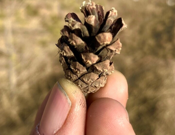 松塔長成“大樹”盆景的注意事項