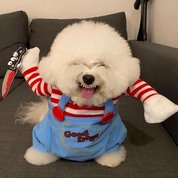 網友問:你會愛上比熊犬,這些撒嬌的方式嗎? 網友問:你會愛上比熊犬,這些撒嬌的方式嗎?