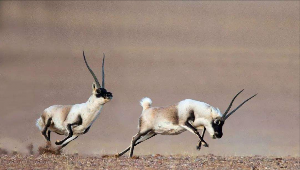 海陸空最快的八種動物，獵豹僅排第五，榜首1秒移動116米