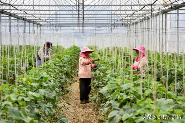 種菜要學會這樣施肥，別隨意亂施，產量高低就出在這裡