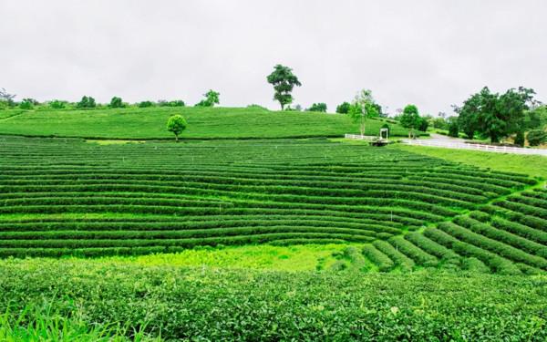毛主席特殊的喝茶習慣：愛喝隔夜濃茶，喝完茶把茶渣吃掉