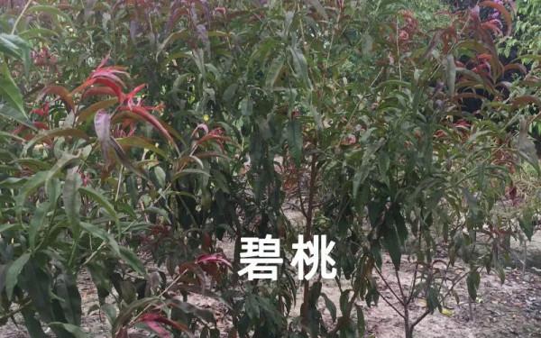 知識分享 &vert; 榆葉梅、美人梅、碧桃不是一種花，別再傻傻分不清