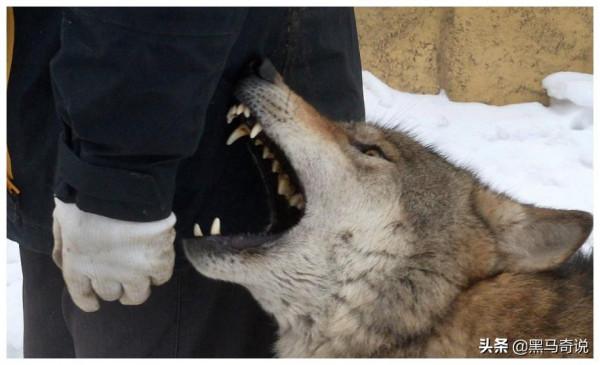 3歲被狼咬掉半張臉，靠吸米糊存活的寇金成，有著怎樣曲折的人生