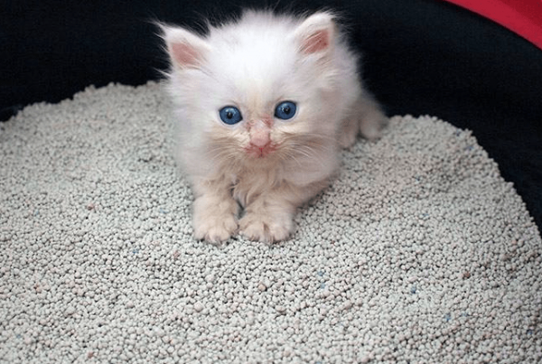 這9種去除貓尿味的方法請收好，室內再也不會臭烘烘啦