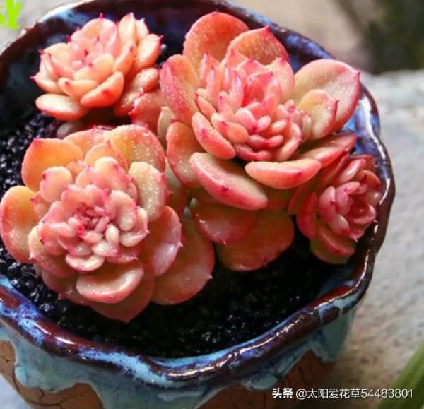 分享秋冬最經典的6種多肉，好養易上色，出狀態美美噠