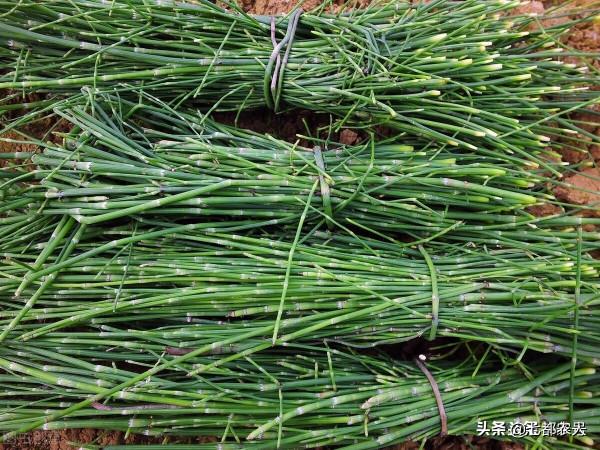 農村到處都是的“節節草”,沒想到還有這麼多的用途,瞭解一下吧 農村到處都是的“節節草”,沒想到還有這麼多的用途,瞭解一下吧