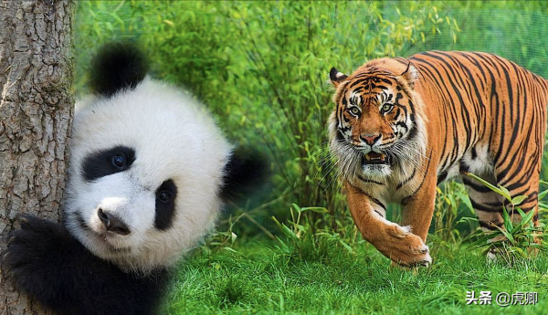 大熊貓為何瀕危？守候女友一星期，只享樂30秒，還有華南虎在追殺