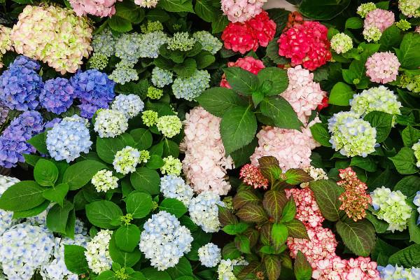 繡球花開花過後，做好4點，來年又會開成大花球