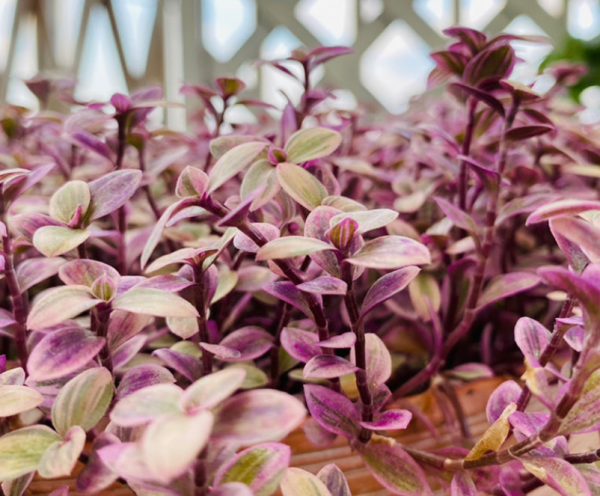 適合夏天養的多肉,養一盆“爆”一盆,生根特快 適合夏天養的多肉,養一盆“爆”一盆,生根特快