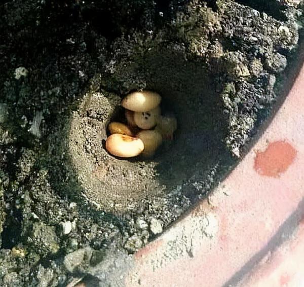 黃豆泡一泡,倒進花盆裡,勁大營養足,養花種菜一級棒 黃豆泡一泡,倒進花盆裡,勁大營養足,養花種菜一級棒