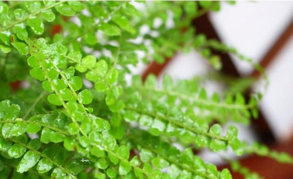 家裡養盆天然加溼器，淨化空氣又加溼，空氣質量槓槓的