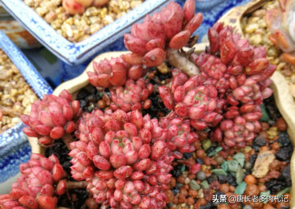 新玩法——用玻璃瓶養多肉,既方便打理又易於上色,陽臺黨的福音 新玩法——用玻璃瓶養多肉,既方便打理又易於上色,陽臺黨的福音