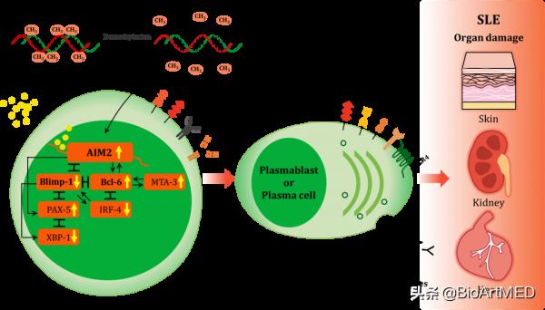 AIM2調控系統性紅斑狼瘡發病及抗體產生的病理機制