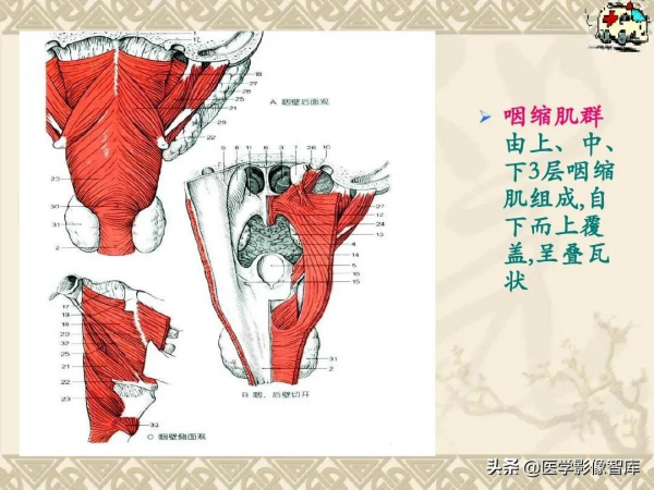 咽喉部解剖最全圖解，值得收藏
