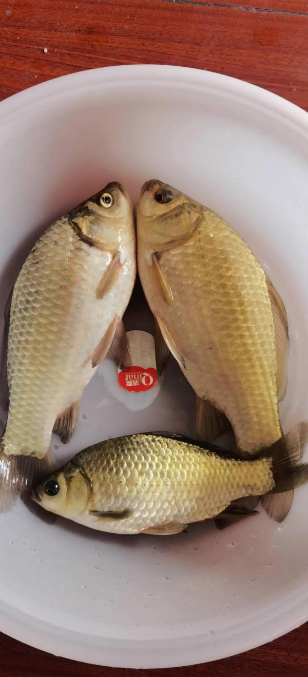 這是啥品種大板鯽