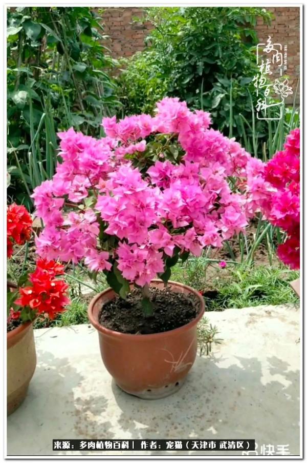 人生紛亂奈我幾何，與多肉相伴度年華