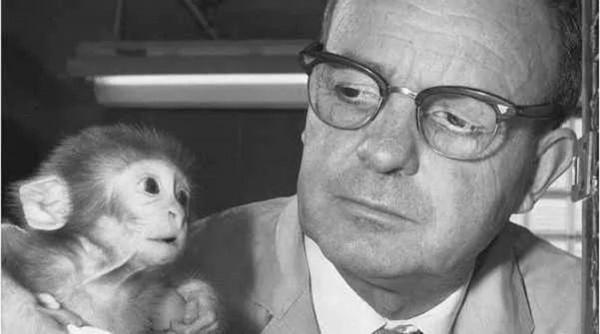 恆河猴實驗:以愛之名義,做殘忍虐心的實驗?使眾多幼兒重獲母愛 恆河猴實驗:以愛之名義,做殘忍虐心的實驗?使眾多幼兒重獲母愛