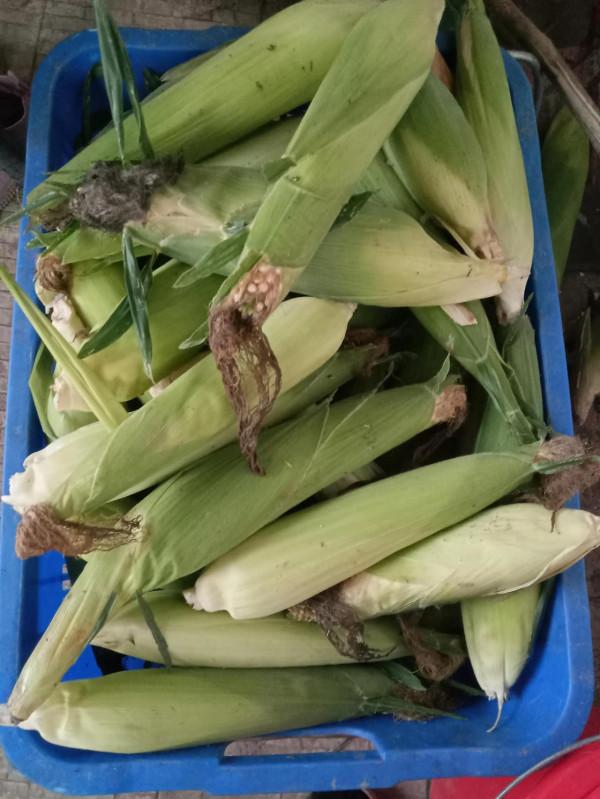 豐收到菜園 豐收到菜園