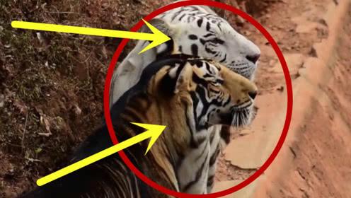 盤點八種昂貴的&OpenCurlyDoubleQuote;黑色神獸&rdquo;，黑雞也能價值一套房？黑虎僅剩6只