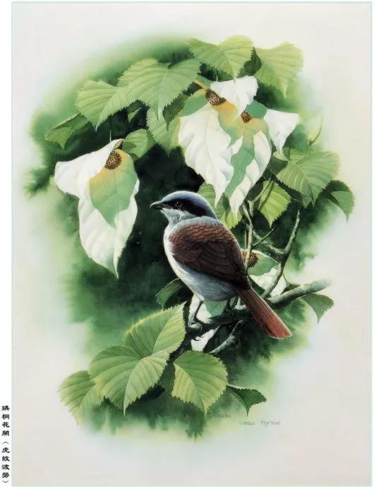 中國動植物畫第一人，曾孝濂極品工筆畫