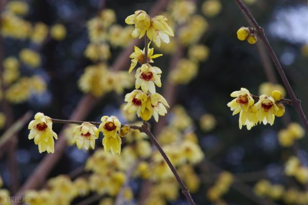 冬日裡的花朵，溫暖了我的心房