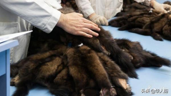 義大利禁止皮毛動物養殖與交易，所有農場從1月1日起關閉