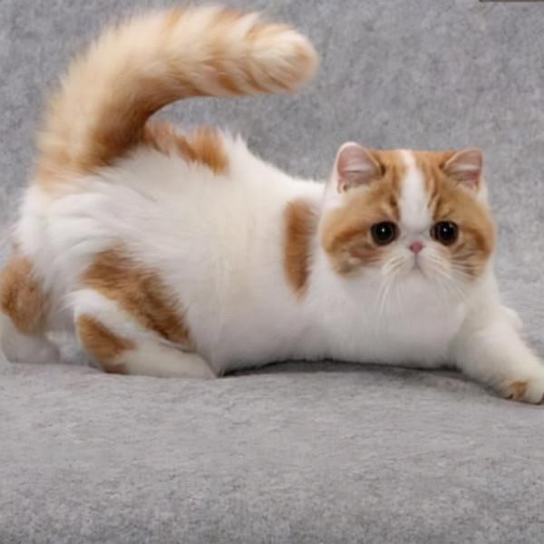 珍惜！壽命最短的5種貓咪，也許只能陪你幾年