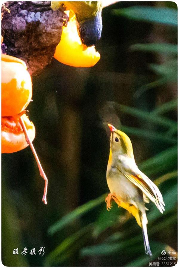 又爾書堂：紅嘴相思鳥一一忠貞愛情的楷模