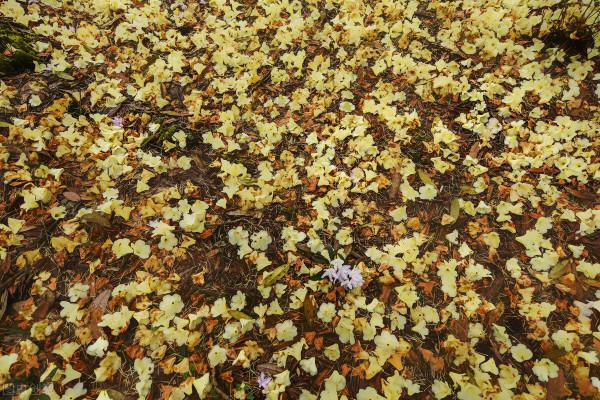 時光眼裡的雲南(全景篇) 時光眼裡的雲南(全景篇)