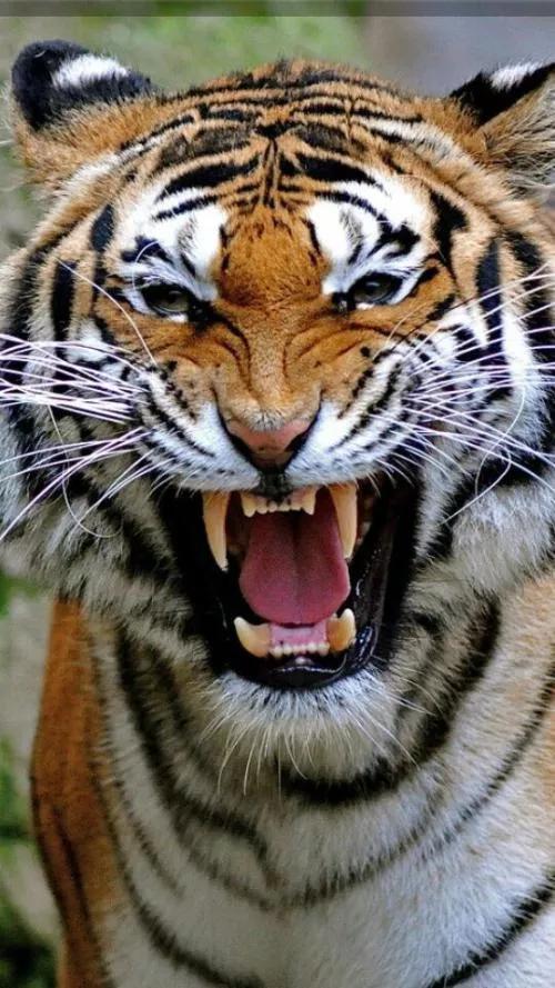 狡猾多避害 狡猾多避害