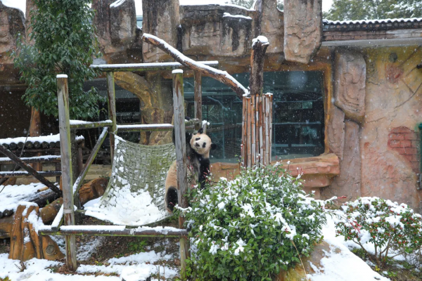 新年遇瑞雪，動物園的寶寶們樂瘋啦