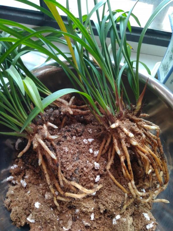 6種“富貴花”秋天快換盆，剪爛根，長花芽，富貴又吉利