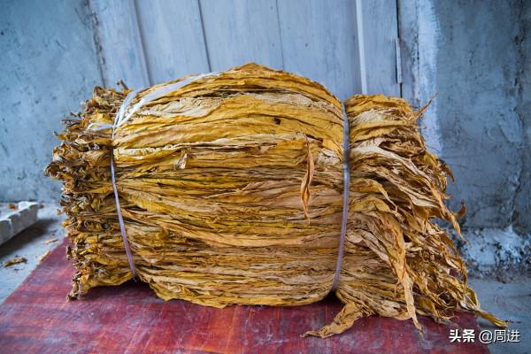 農民大姐每年種植60畝菸葉不覺勞累,心有高興事,幹活也輕鬆 農民大姐每年種植60畝菸葉不覺勞累,心有高興事,幹活也輕鬆