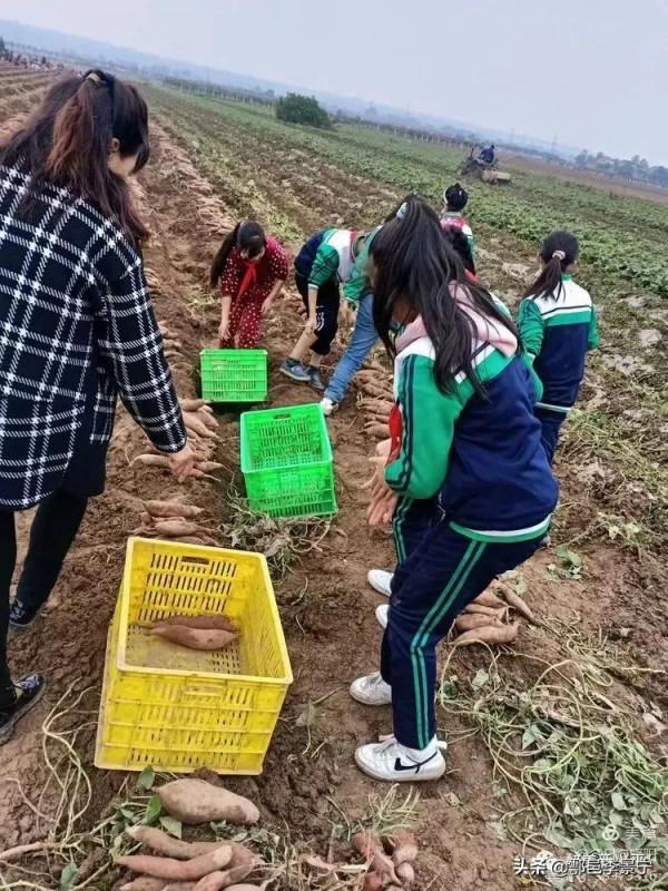 敬題鄠邑詩人書法家石侃之先生微信興平學生挖紅薯楹聯 文/李景寧
