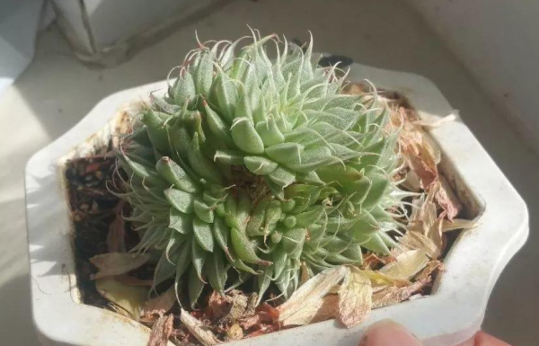 12月，盆栽這6樣植物，早點“斷水斷糧”，葉不黃根不爛