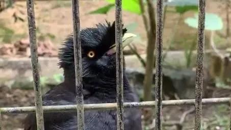 八哥鳥逃出阿富汗,用法語說你好,竟成法國使館吉祥物 八哥鳥逃出阿富汗,用法語說你好,竟成法國使館吉祥物