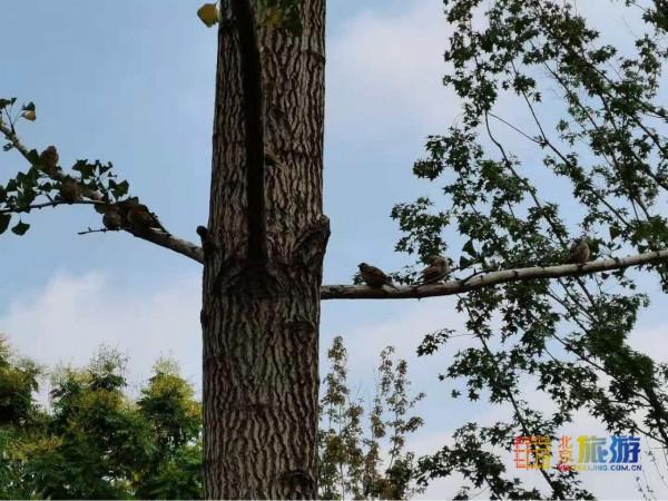 沒想到!在北京西單能逛“森林公園”,還能在公園裡逛商場! 沒想到!在北京西單能逛“森林公園”,還能在公園裡逛商場!