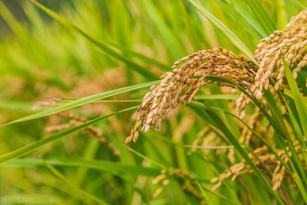 宅家隔離胖十斤？中醫教你如何減肥，健康又有效