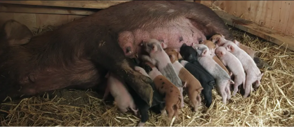2010年,小夫妻買下1200畝荒地,只為一隻流浪狗,8年後年入千萬 2010年,小夫妻買下1200畝荒地,只為一隻流浪狗,8年後年入千萬