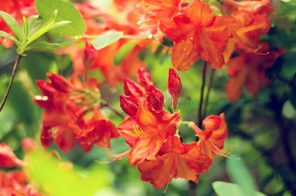 12種超級耐寒花卉，在冬季裡也會安然無恙