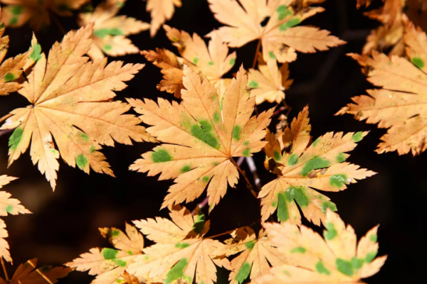 長白山旁望天鵝 - 那個殘破的火山口